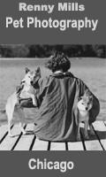 Pet Photographers Chicago