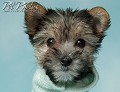 Pet Photography Chicago