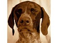 Renny Mills Photography - logo